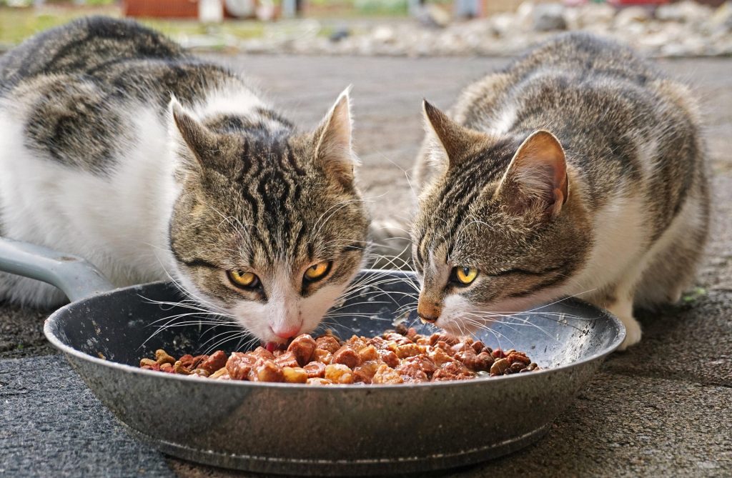 Comparativa de alimentos para gatos caseros